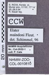 Etikette zu Nipponoelater maindroni (NHMW-ZOO-COL-0010810)